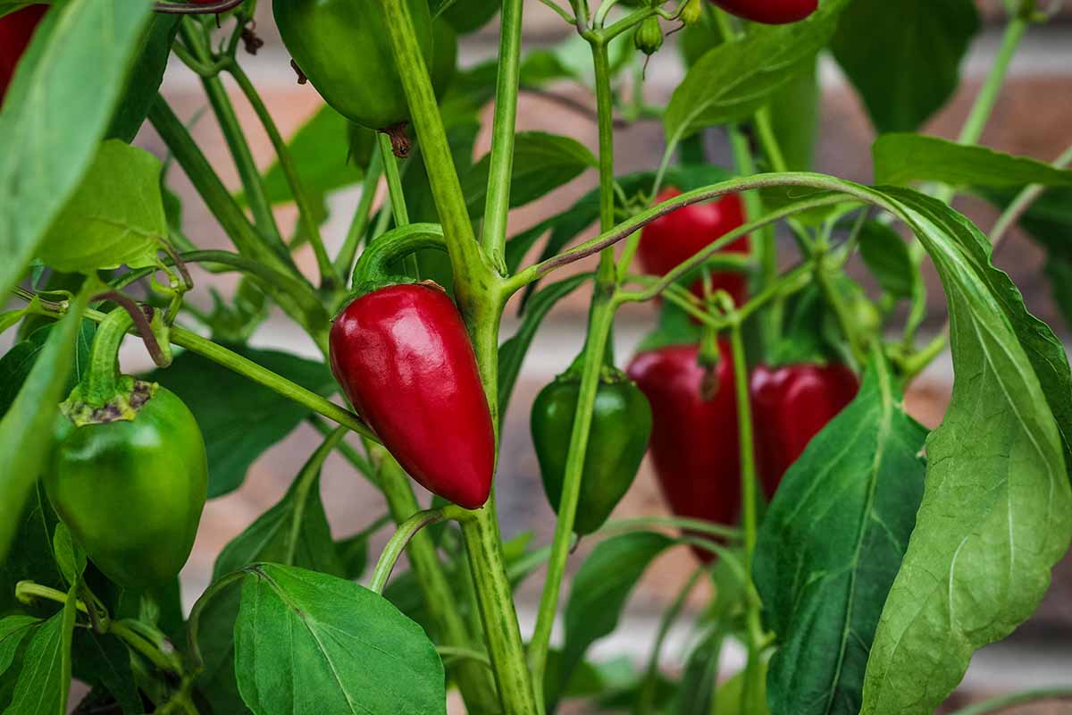 Une image horizontale rapprochée de poivrons rouges et verts poussant sur la plante presque prête pour la récolte.