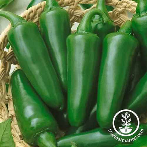 Une image carrée rapprochée des poivrons fraîchement récoltés «Tam» Jalapeno dans un panier en osier. En bas à droite du cadre se trouve un logo circulaire blanc avec du texte.