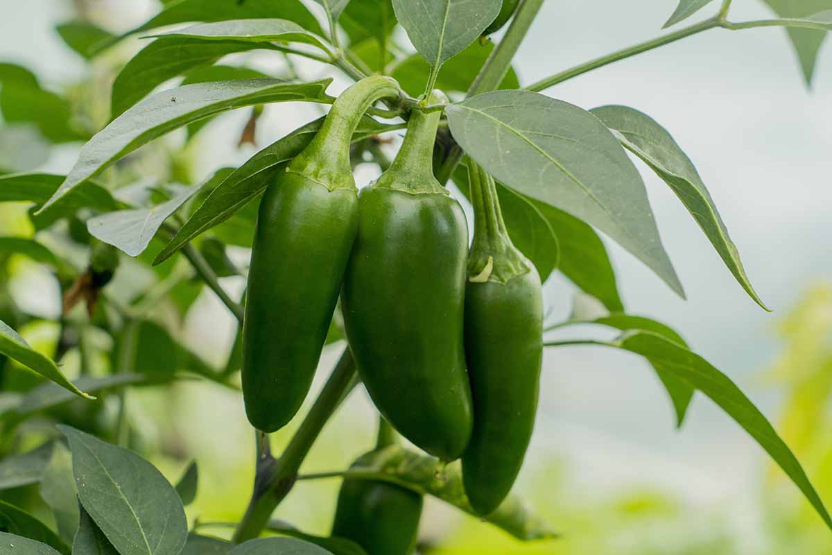 Une image horizontale rapprochée d'un groupe de poivrons jalapeno qui mûrissent sur la plante.