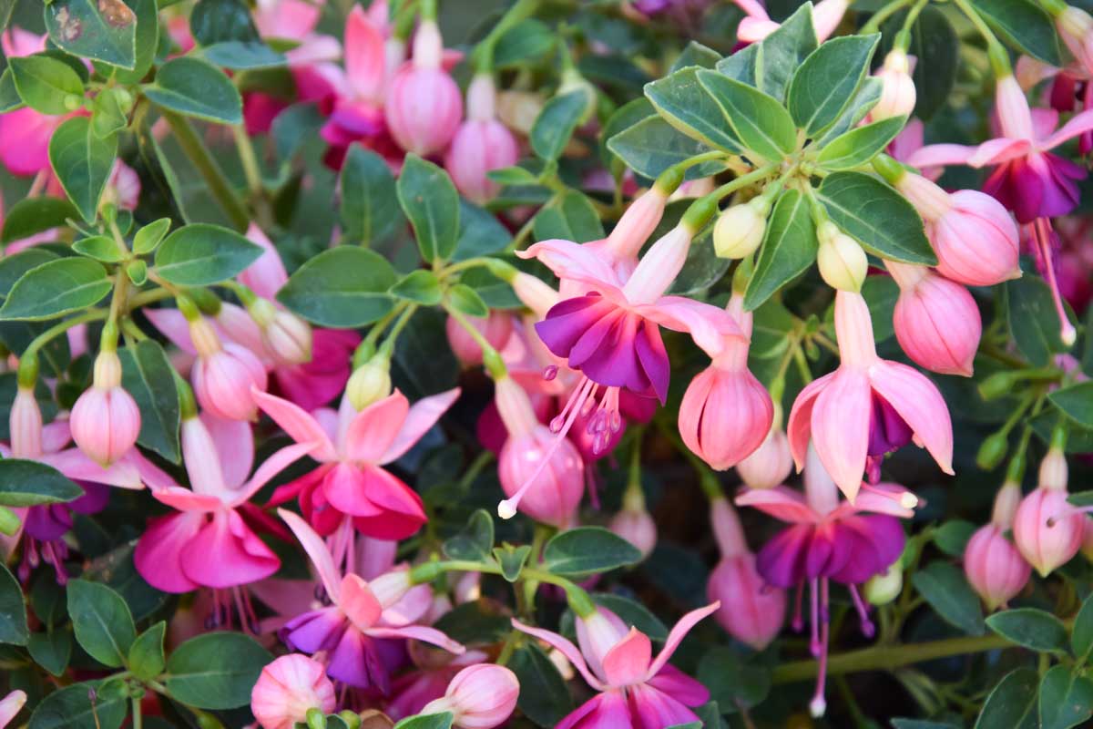 Une image horizontale rapprochée de belles fleurs fuchsia roses et violettes poussant dans le jardin.