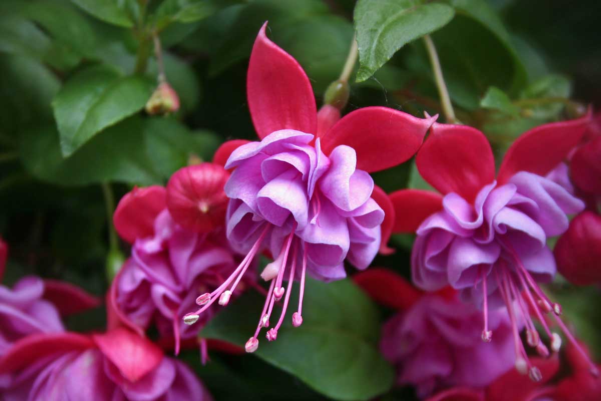 Une image horizontale rapprochée de fleurs fuchsia roses et violettes illustrées sur un fond de mise au point doux.