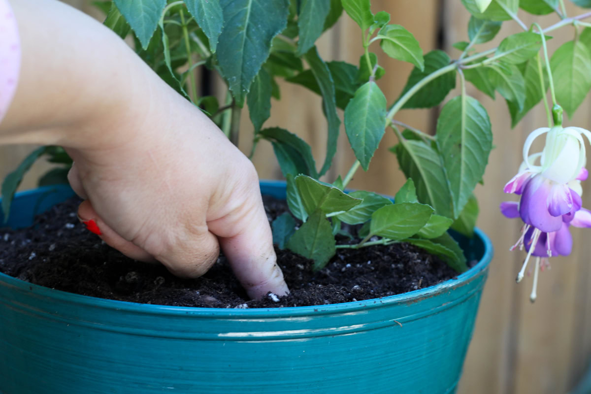 Une image horizontale rapprochée d'une main de la gauche du cadre vérifiant le niveau d'humidité du sol d'une plante en pot.