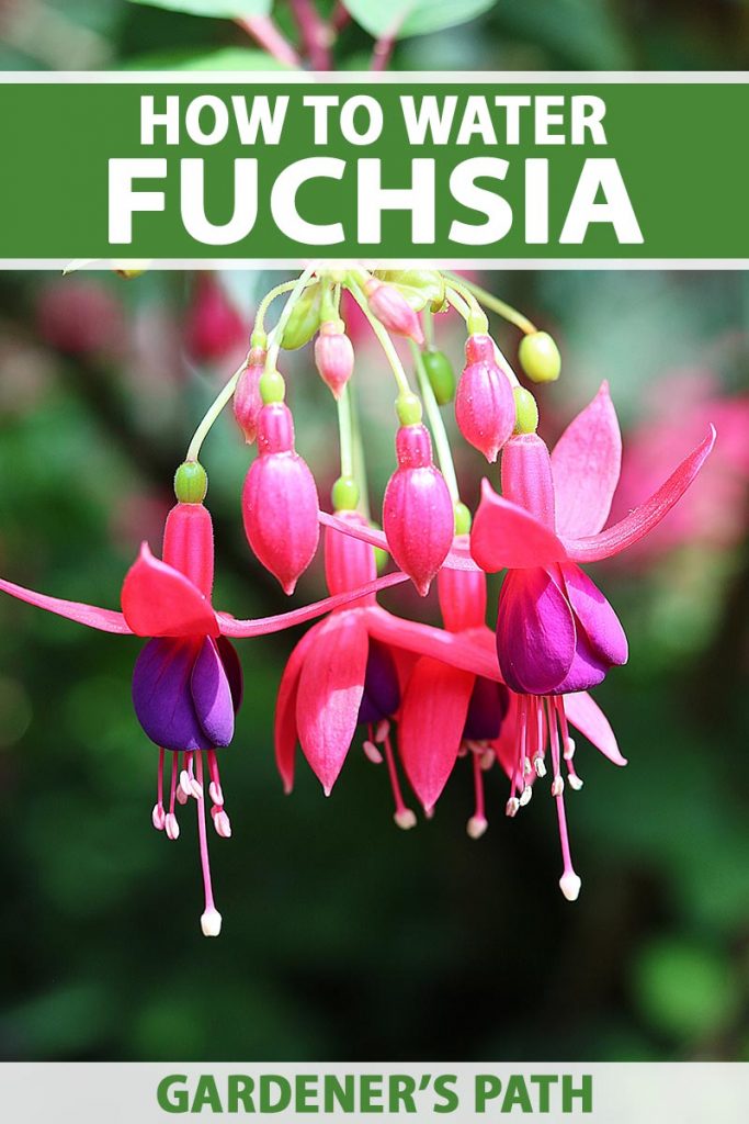 Une image verticale rapprochée de fleurs fuchsia roses et violettes poussant dans le jardin illustré sur un fond de mise au point doux. En haut et en bas du cadre se trouve le texte imprimé vert et blanc.