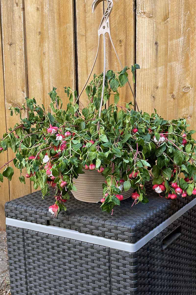 Une image verticale rapprochée d'une plante fuchsia dans un panier suspendu qui a commencé à se flétrir par manque d'eau.