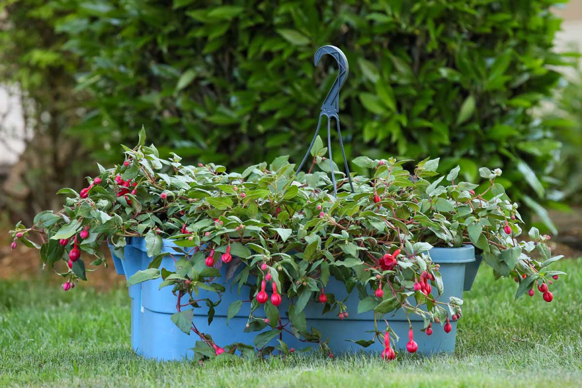 Une image horizontale rapprochée d'une plante fuchsia dans un conteneur auto-arrosé sur une pelouse avec un arbuste en foyer doux en arrière-plan.