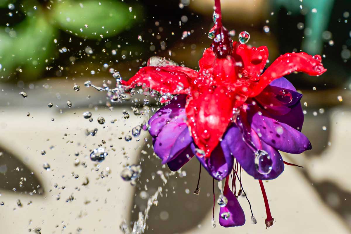 Fleur fuchsia avec des gouttes d'eau éclaboussées dessus.