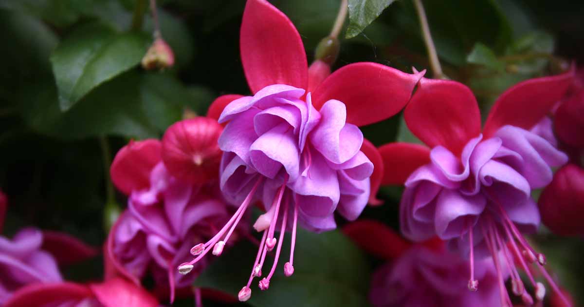 Comment et quand arroser les plantes fuchsia