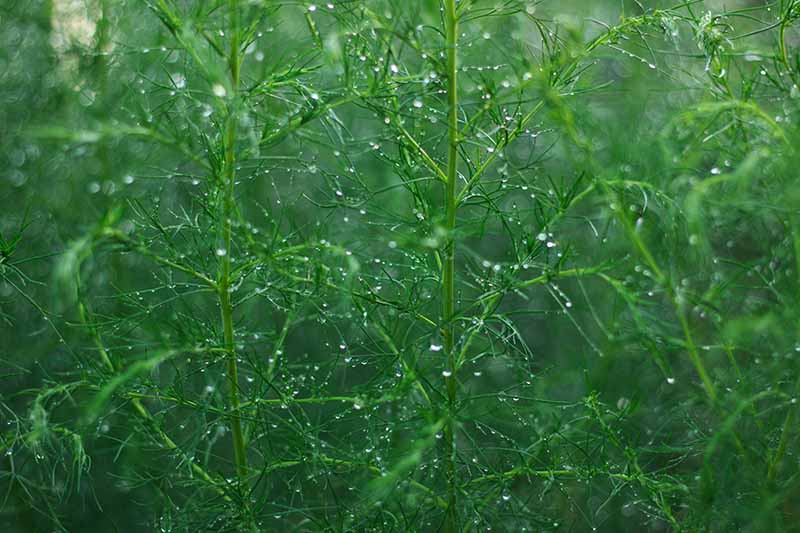 Une image horizontale de fougères d'asperges couvertes de gouttes de pluie illustrées dans une focalisation douce.