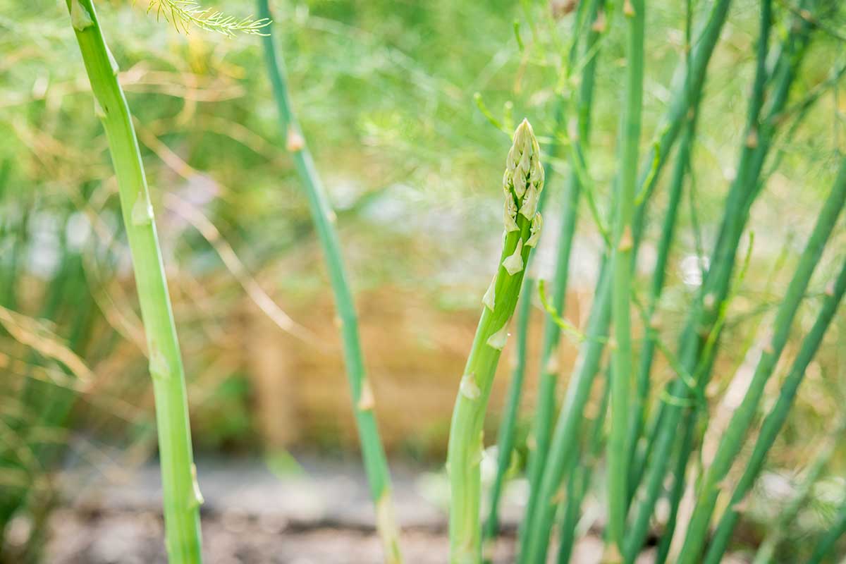 Une image horizontale rapprochée des asperges poussant dans le jardin avec une clôture en bois en foyer doux en arrière-plan.