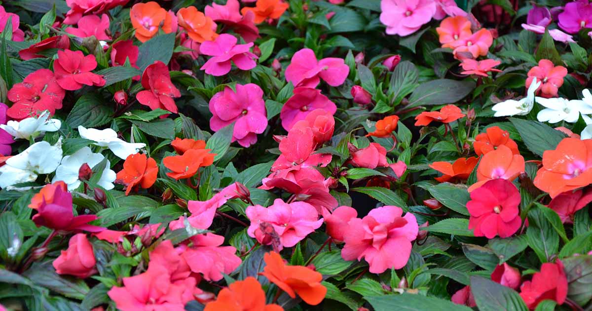 7 raisons pour lesquelles les impatiens ne fleurissent pas