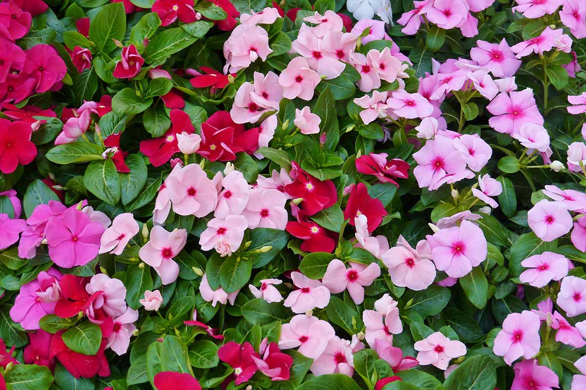 Une image horizontale rapprochée de fleurs impatiennes colorées poussant dans le jardin.
