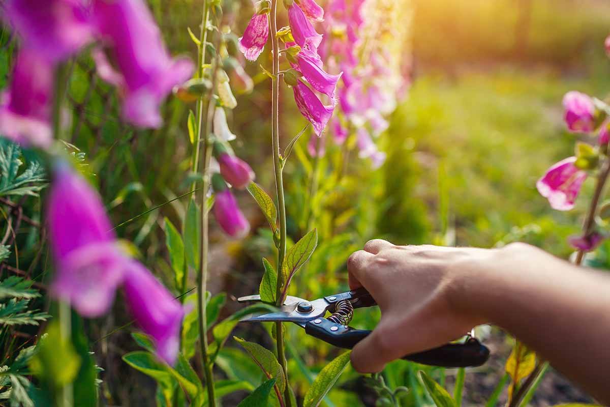 Une image horizontale rapprochée d'une main de la gauche du cadre en utilisant une paire de prunes pour mourir une tige de fleur de digitale.