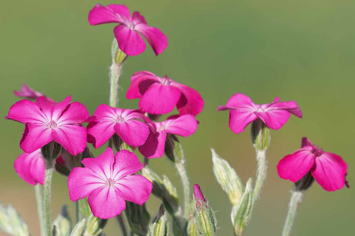 Une image horizontale rapprochée de fleurs rose rose Campion (Silene coronaria) illustrée sur un fond de mise au point doux vert.