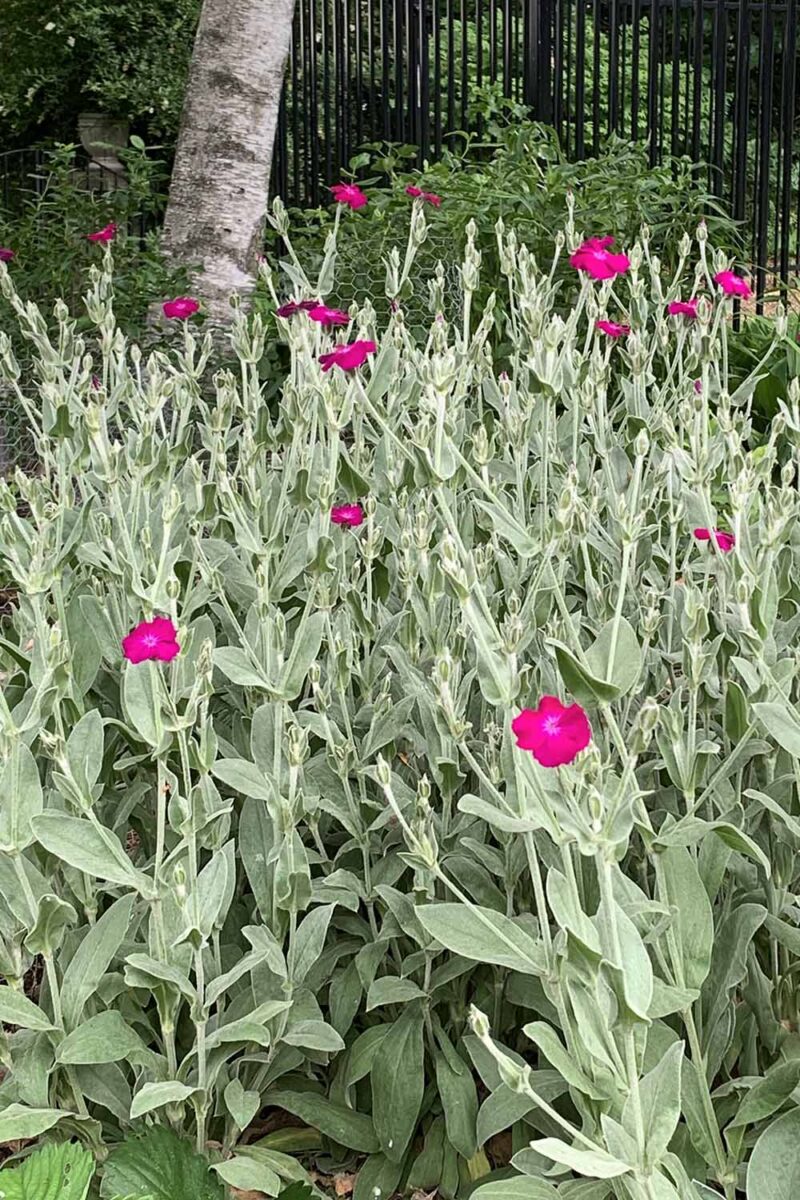 Une image verticale rapprochée des plantes de campion rose au printemps.