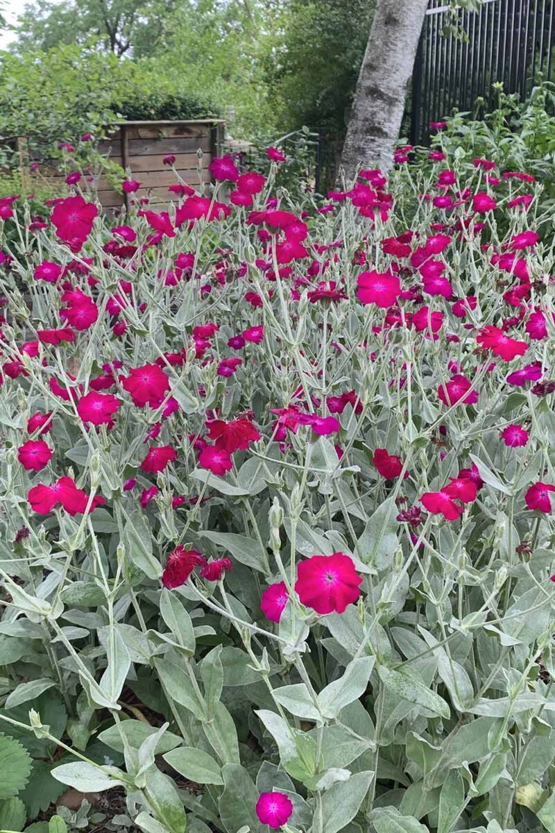 Une image verticale rapprochée de fleurs de campion rose rose poussant dans le jardin d'été.