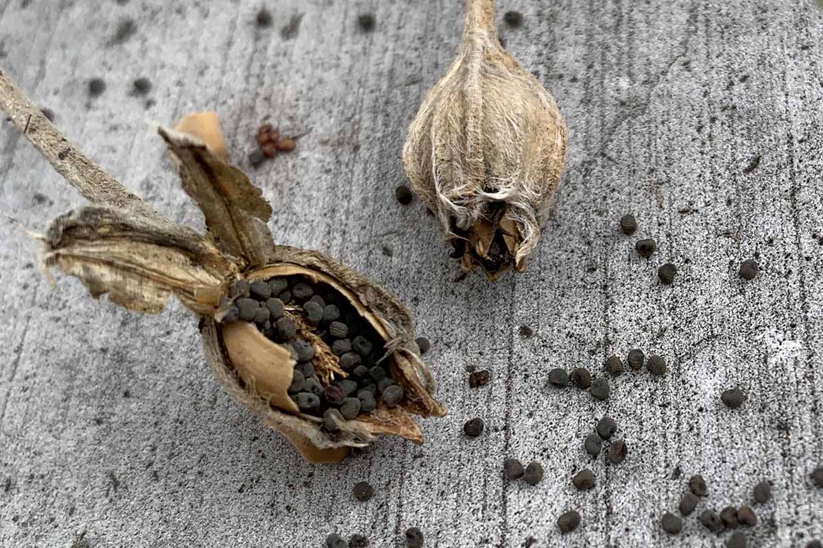 Une image horizontale rapprochée de deux gousses de graines qui ont éclaté pour libérer les graines sur une surface en bois.