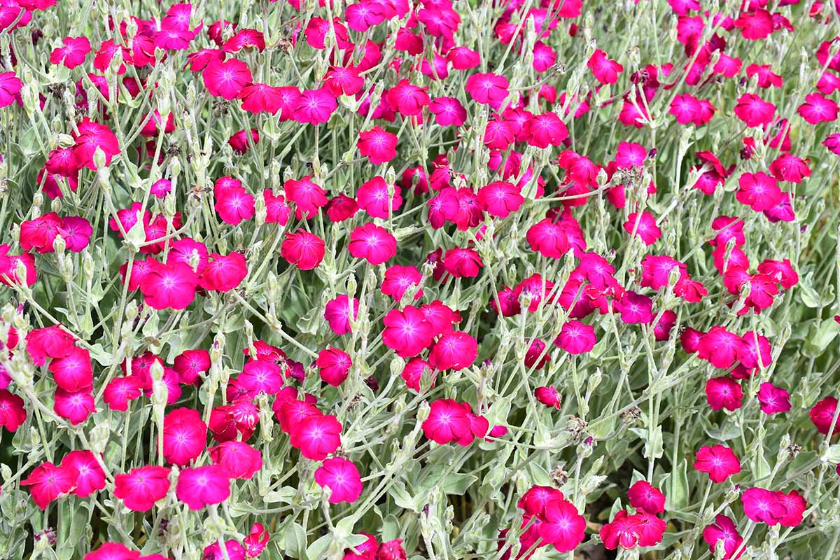 Une image horizontale rapprochée d'une grande parcelle de coronaria de silene poussant dans le jardin d'été avec des fleurs rose vif.