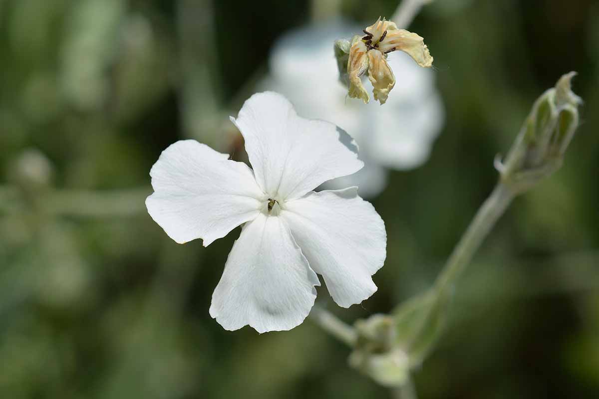 Une image horizontale rapprochée d'une fleur de campion de rose blanche illustrée sur un fond de mise au point doux.