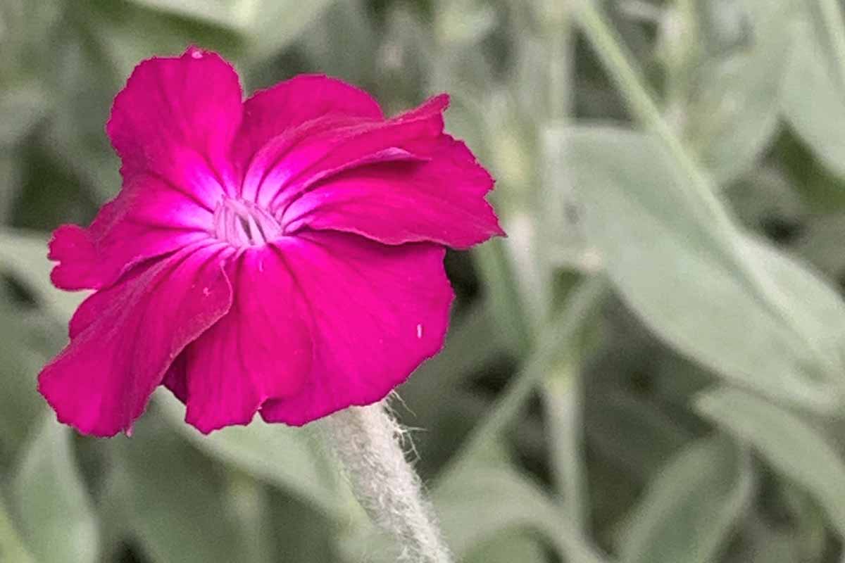Une image horizontale rapprochée d'une fleur de campion rose rose vif illustrée sur un fond de mise au point doux.