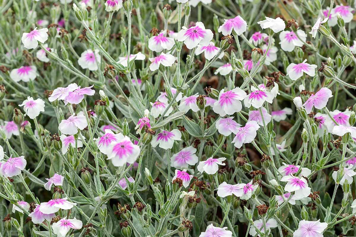 Une image horizontale rapprochée des fleurs de coronaria rose et blanche «Blush» de coronaria poussant dans le jardin.