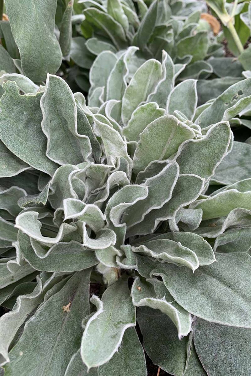 Une image verticale rapprochée de la rosette des feuilles de gris argenté floues de Rose Campion.