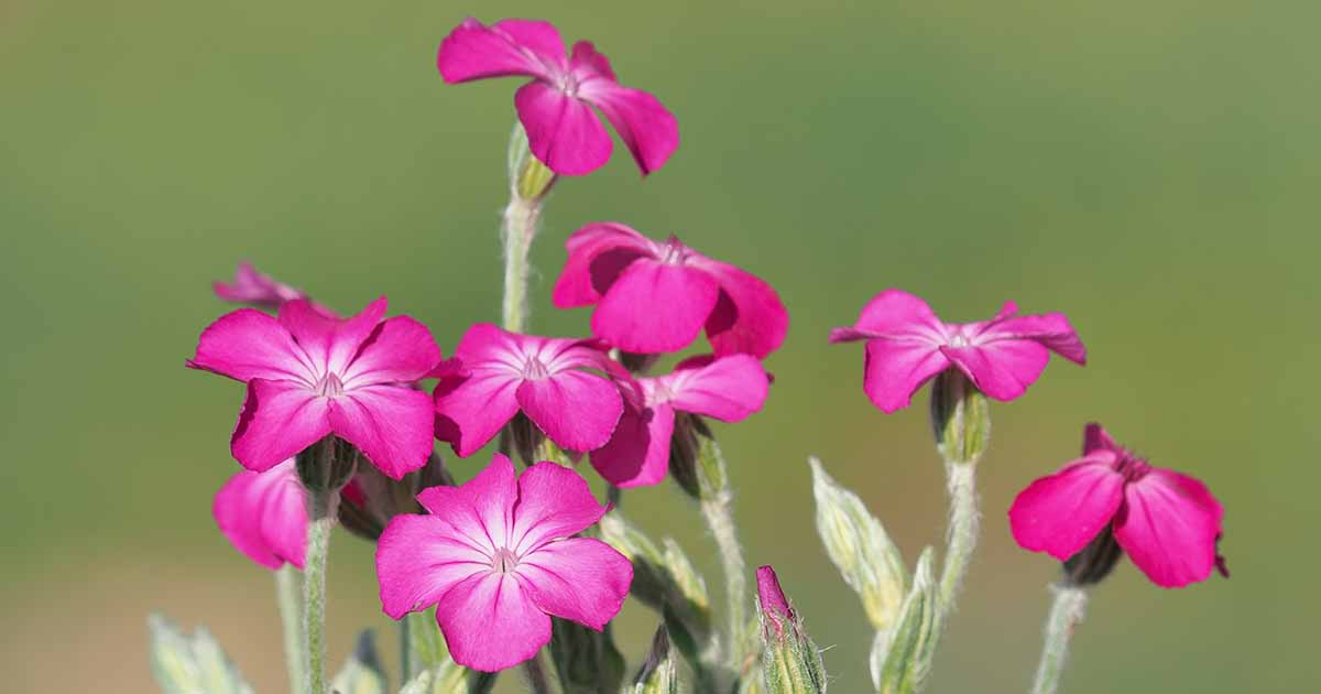 Comment grandir et prendre soin de Rose Campion