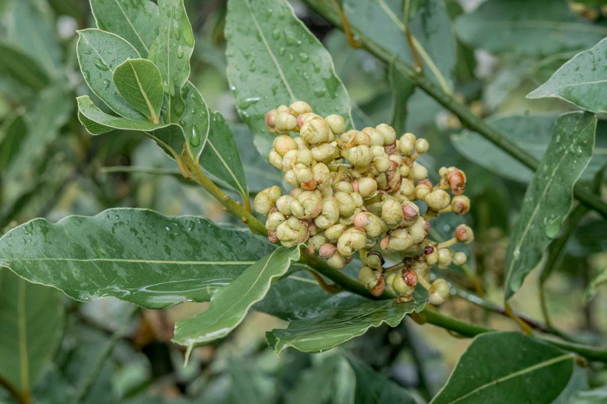 Un gros plan d'un arbre de feuilles de laurier avec des feuilles vert vif et des fruits se développant, avec des gouttelettes d'eau couvrant le feuillage, illustré sur un fond de mise au point doux.