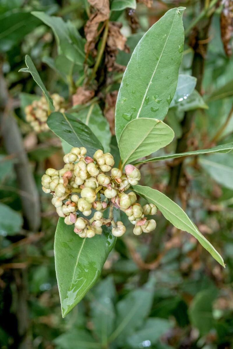 Un gros plan du fruit d'un laurier de baie se développant sur l'arbre, entouré de feuilles, illustré sur un fond de mise au point doux.