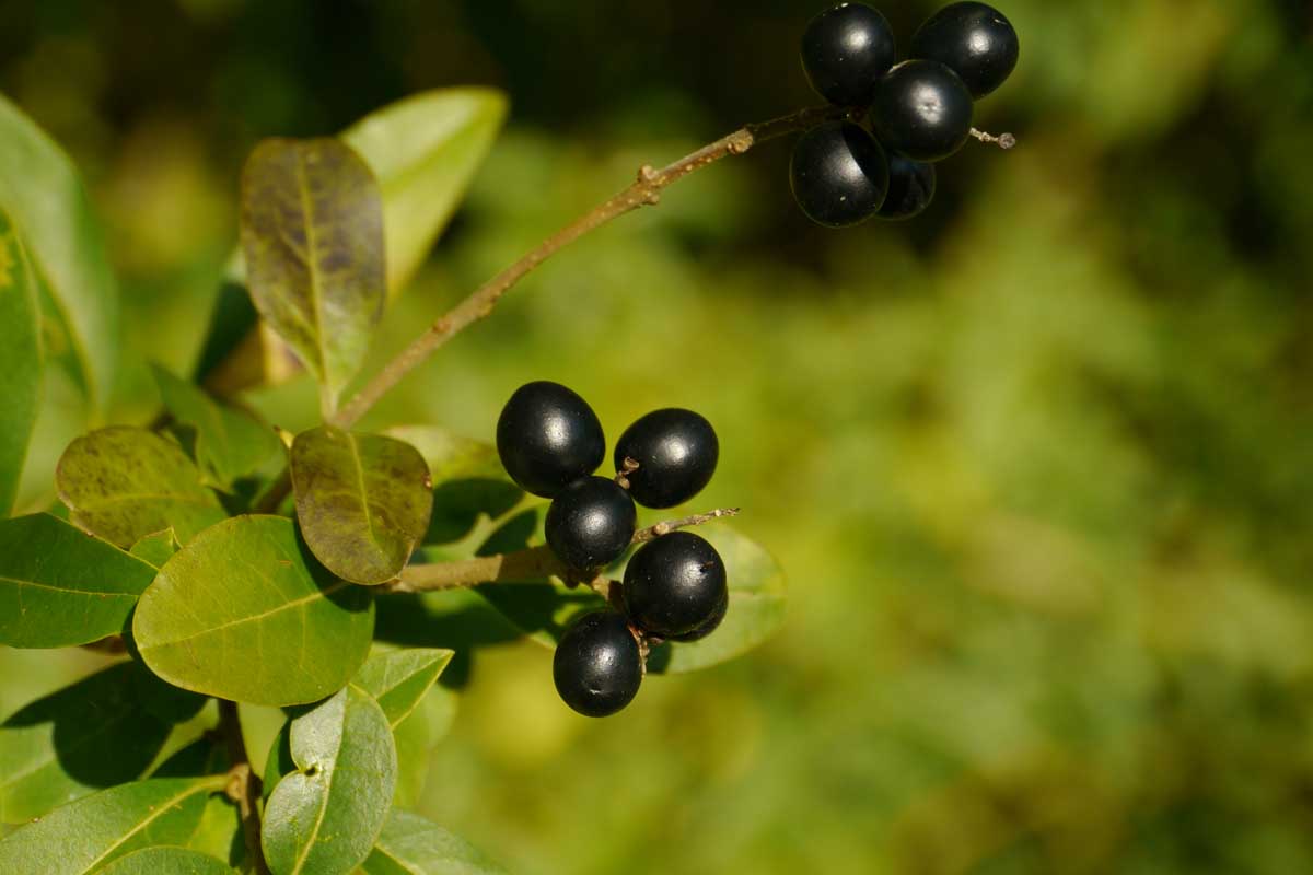 Un gros plan de fruits sombres, presque noirs sur un arbre de laurier de baie poussant dans le jardin, illustré sur un fond de mise au point doux.