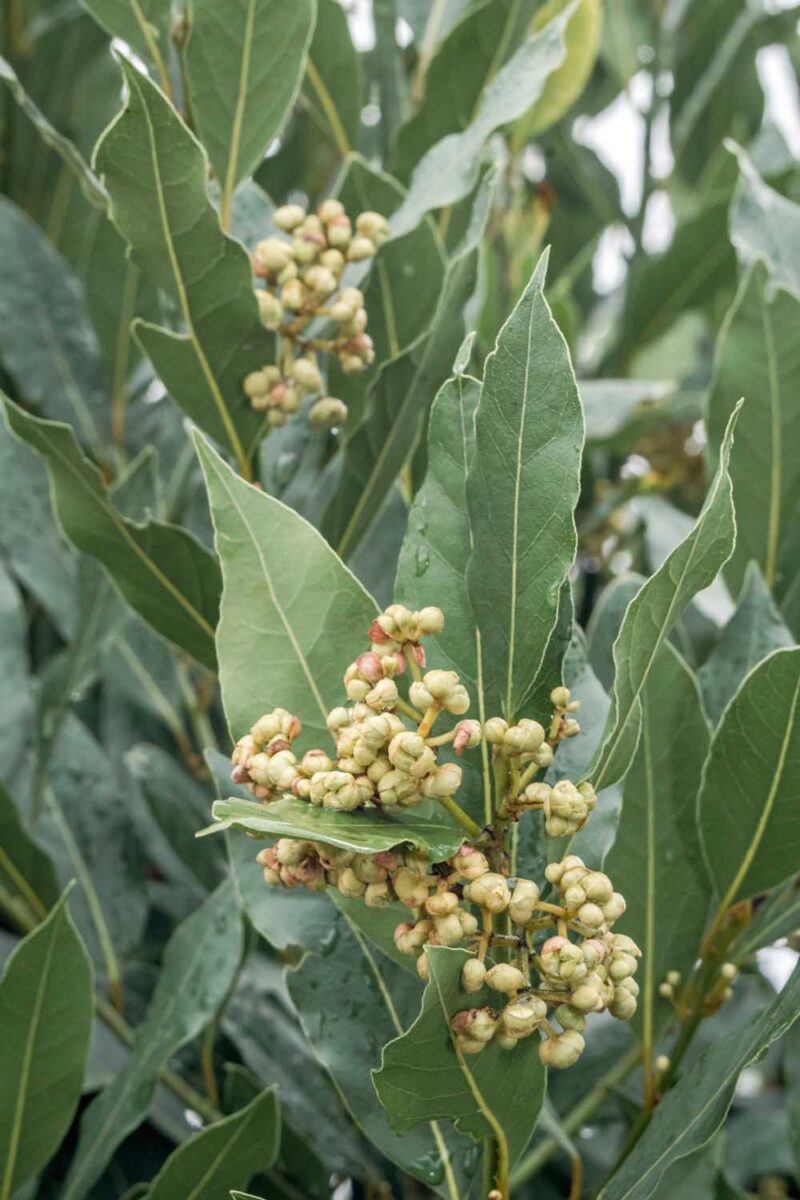 Un gros plan vertical d'une baie poussant dans le jardin avec des fruits se développant. Au centre et au bas du cadre se trouve le texte imprimé vert et blanc.