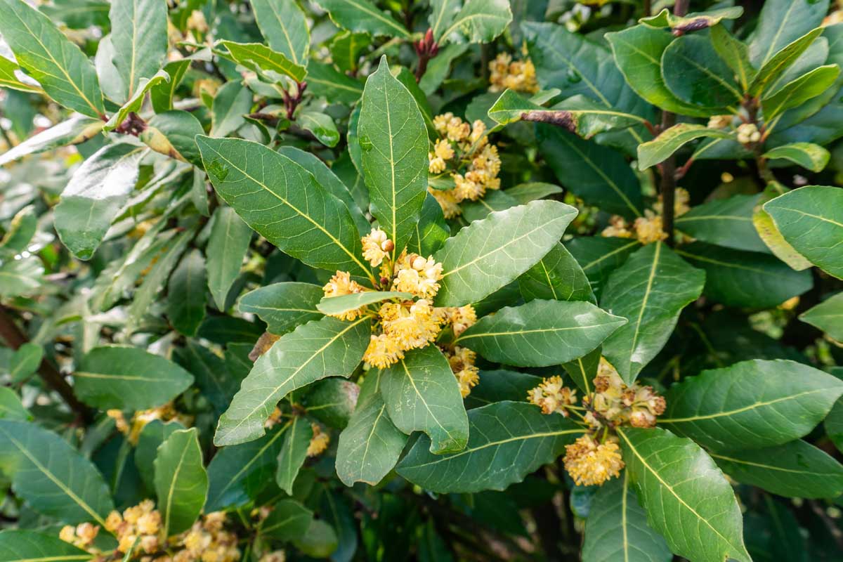 Un gros plan des feuilles et des fleurs d'un arbre de laurier de baie poussant dans le jardin illustré sur un fond de mise au point doux.