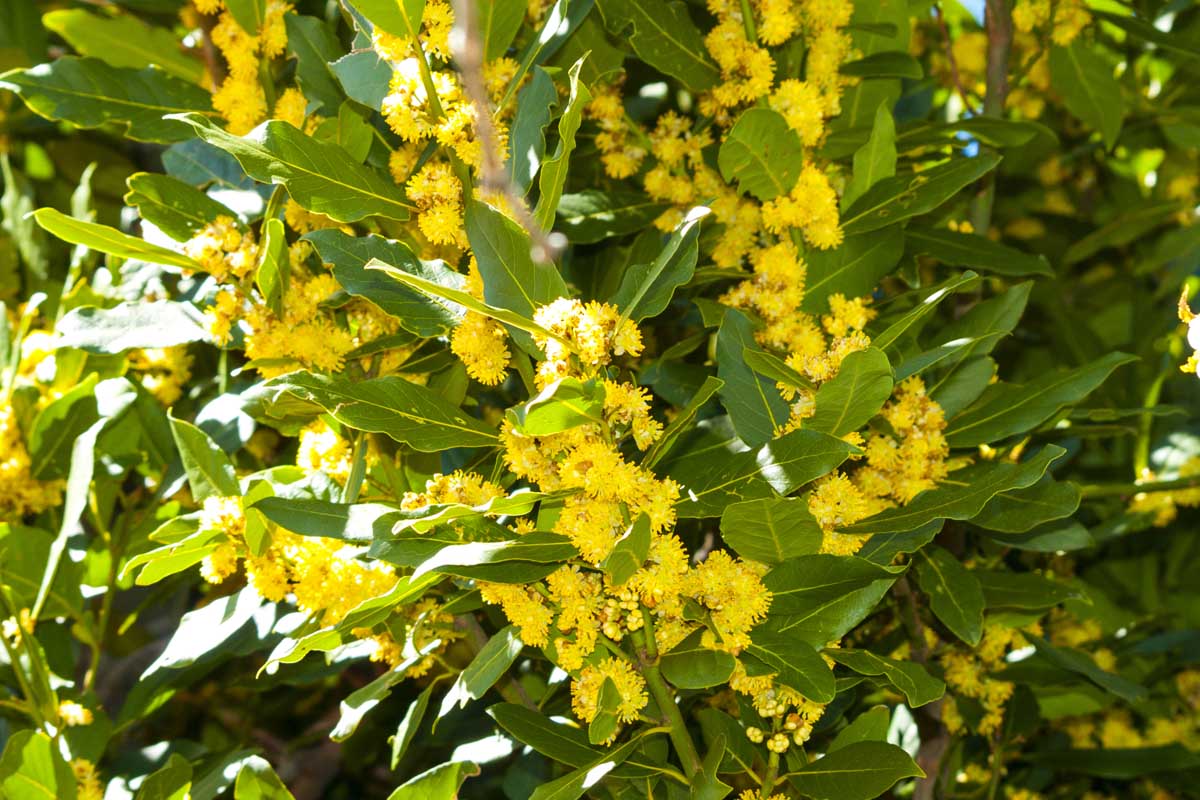 Un gros plan d'une baie avec des fleurs jaune vif illustrées sous un soleil brillant poussant dans le jardin.