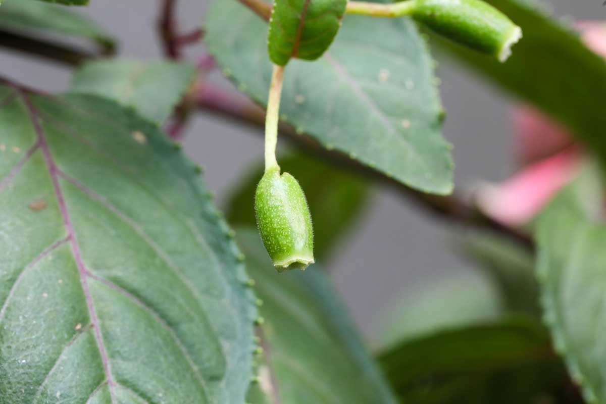 Une image horizontale rapprochée de l'ovaire d'une plante fuchsia avec le feuillage en foyer doux en arrière-plan.