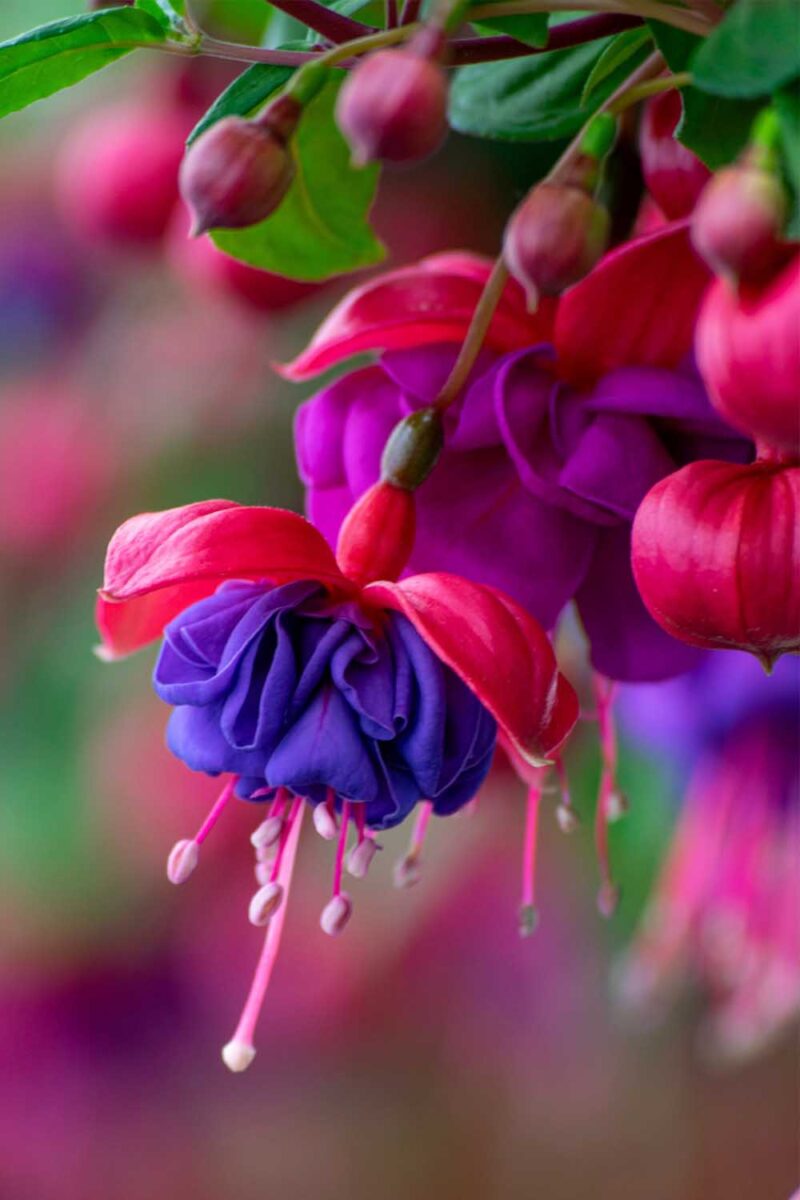 Gros plan d'une fleur de fuchsia rouge et bleu avec d'autres fleurs dans un fond diffusé.
