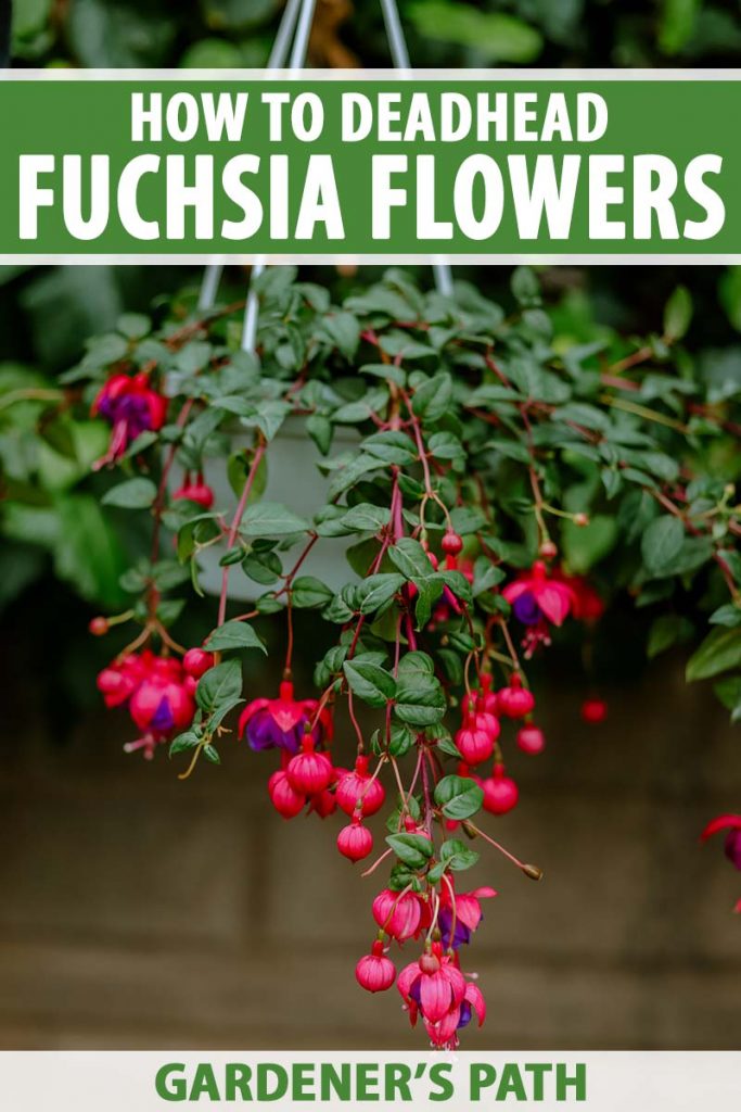 Une image verticale rapprochée d'un panier suspendu avec des fleurs fuchsia rouges et violettes débordant sur le côté. En haut et en bas du cadre se trouve le texte imprimé vert et blanc.
