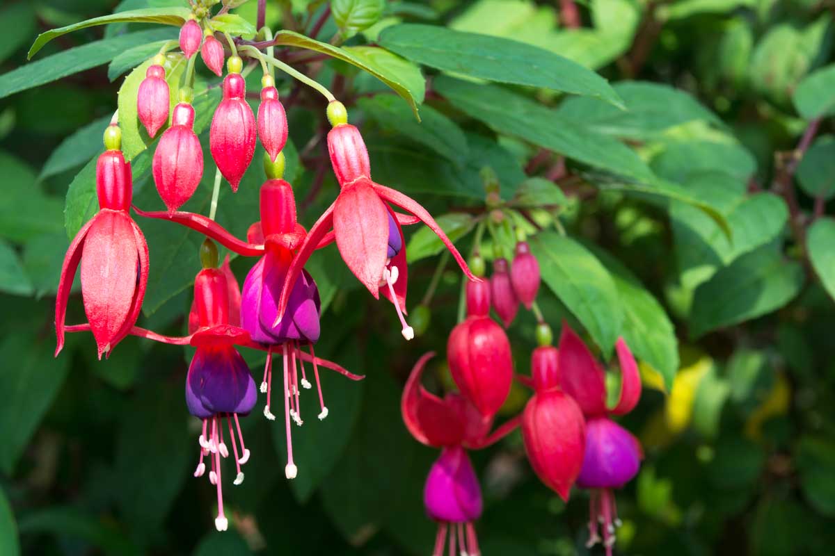 Une image horizontale rapprochée des fleurs fuchsia rouges et violettes poussant sous un soleil brillant avec le feuillage en foyer doux en arrière-plan.