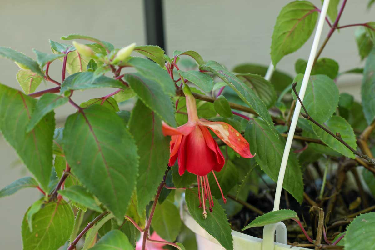 Une image horizontale rapprochée d'une fleur rouge usée sur une plante en pot qui nécessite une tête morte pour favoriser d'autres fleurs.