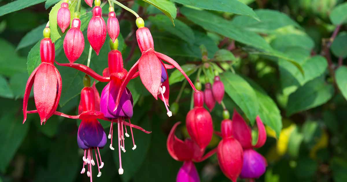 Comment faire des fleurs fuchsia mortelles