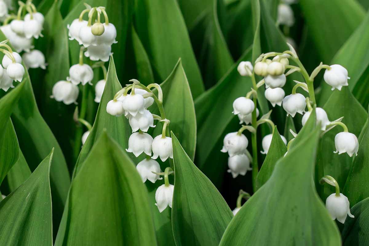 Une image horizontale rapprochée de lys blanc brillant des fleurs de la vallée poussant dans le jardin entouré de feuillage vert.