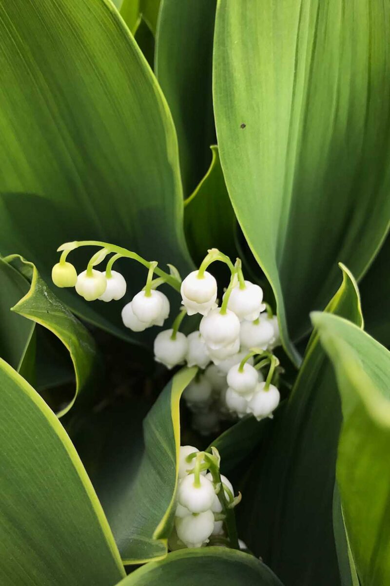 Une image verticale rapprochée de Lily de la vallée avec un feuillage à bords jaunes et des fleurs blanches.