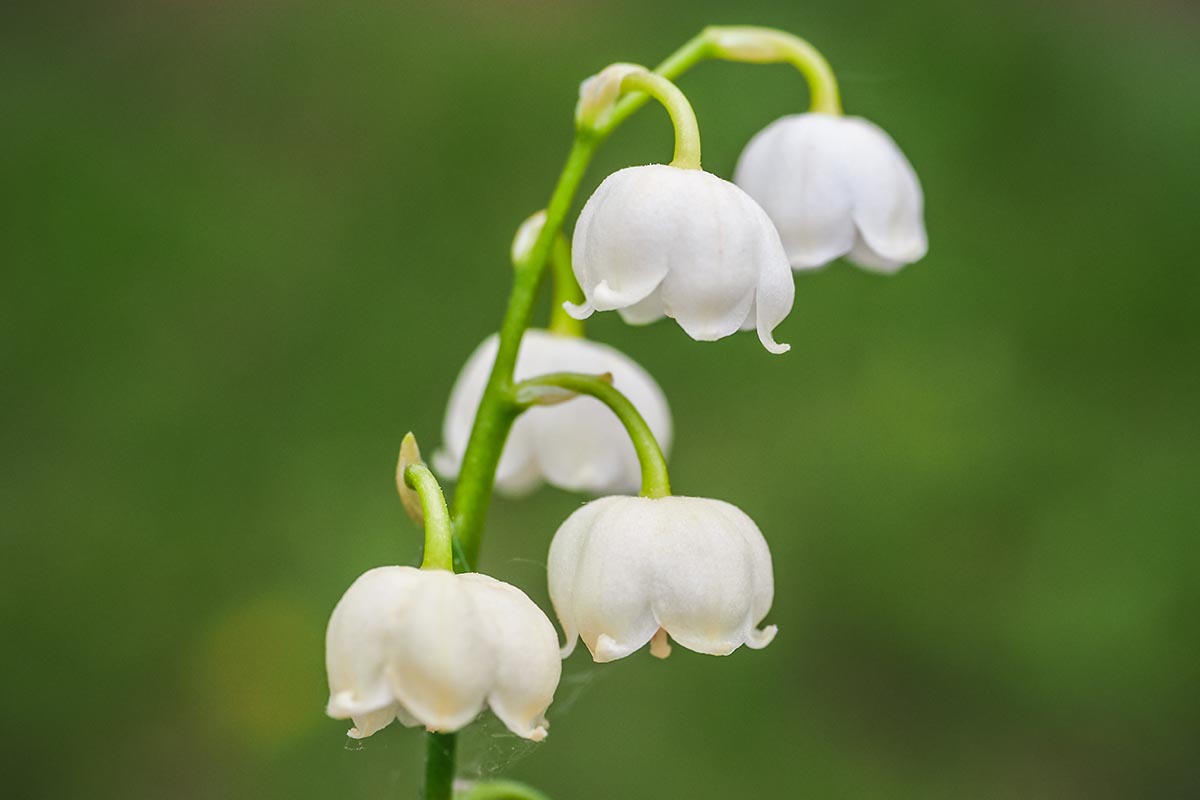 Une image horizontale rapprochée d'une tige de fleur avec un petit lys blanc de la vallée des fleurs illustré sur un fond vert concentré.