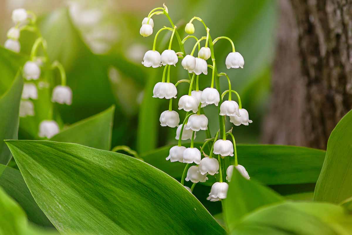 Une image horizontale rapprochée de Lily blanc des fleurs de la vallée poussant dans le jardin de printemps.