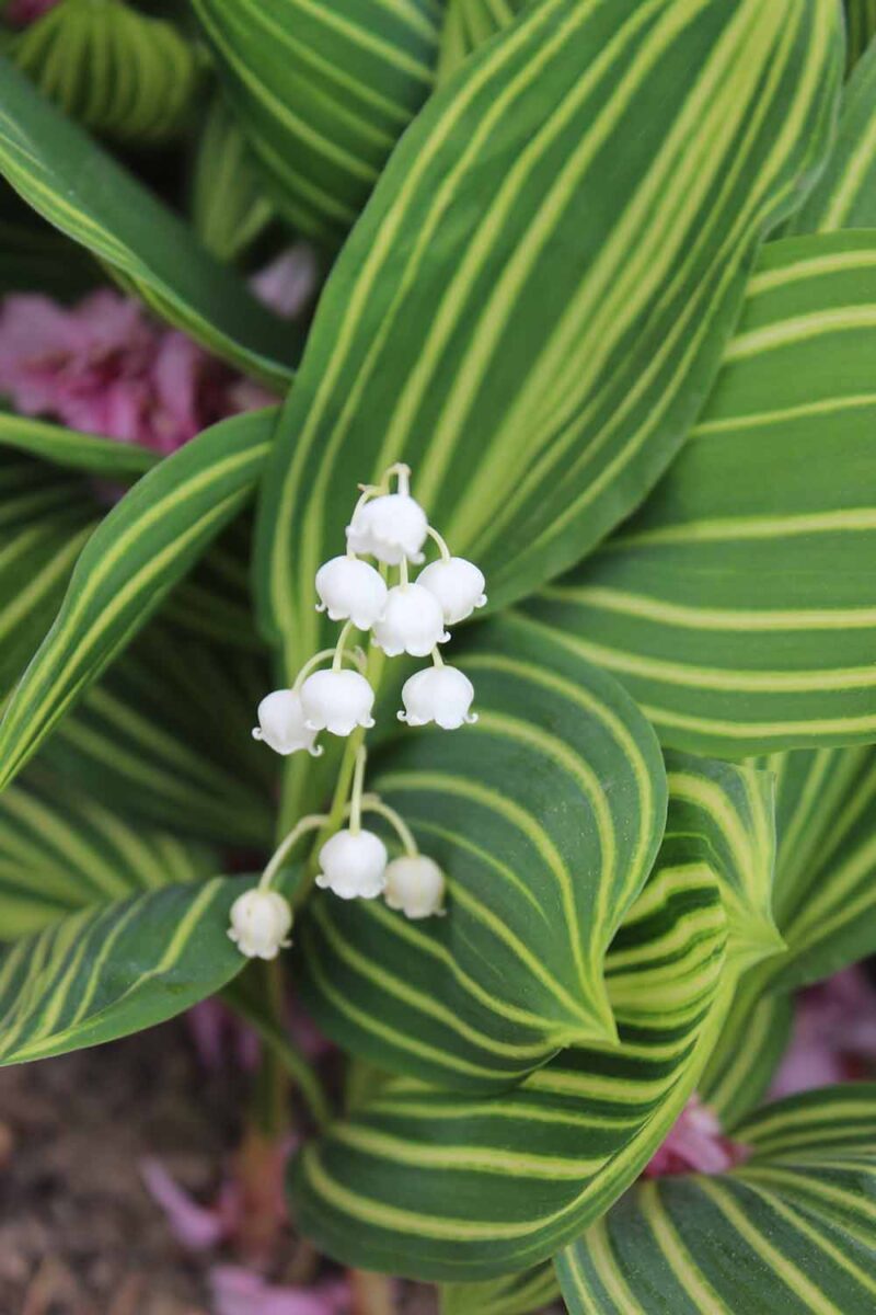 Une image verticale rapprochée de Lily de la vallée «Albostriata» avec un feuillage rayé poussant dans le jardin.