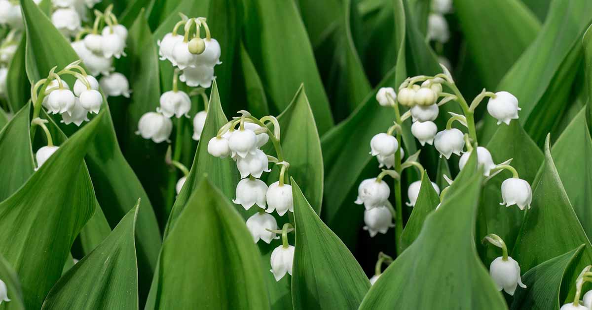 19 des meilleures variétés de Lily des vallées
