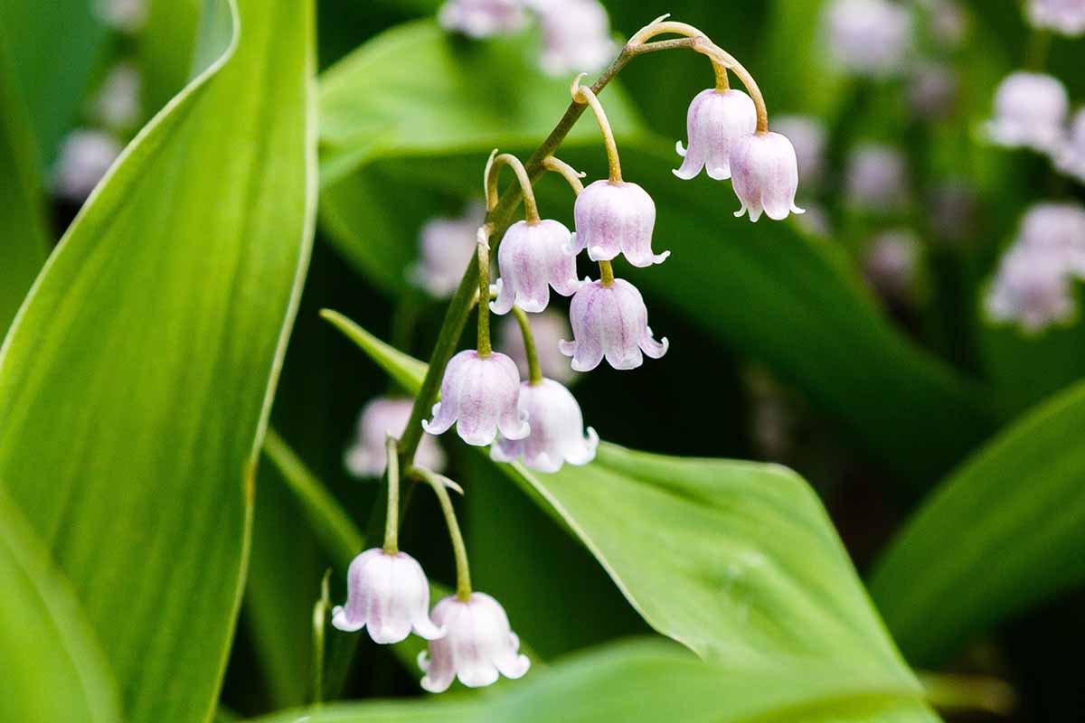 Une image horizontale rapprochée de Lily rose des fleurs de la vallée poussant dans le jardin illustré sur un fond de mise au point doux.