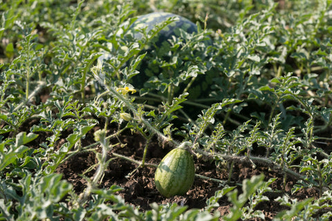 Pas de fructification