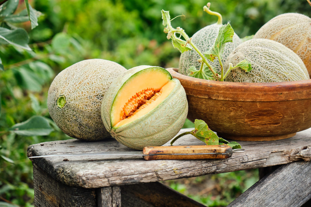 7 problèmes courants en cultivant des melons à partir de graines (et comment les réparer)