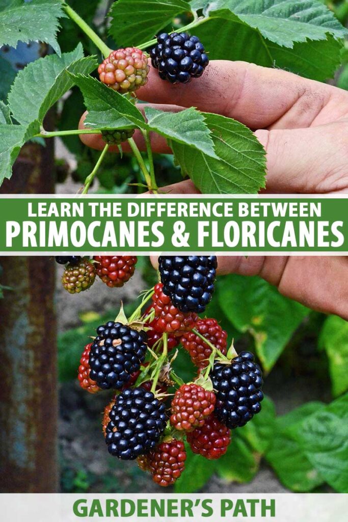 Une image verticale rapprochée d'une main de la droite du cadre tenant une canne à mûres chargée de fruits mûrs. Au centre et au bas du cadre se trouve le texte imprimé vert et blanc.