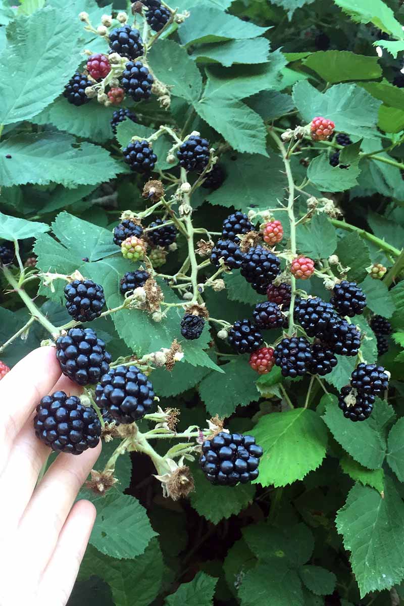 Une image verticale rapprochée d'une main de la gauche du cadre tenant des mûres mûres poussant sur la canne.