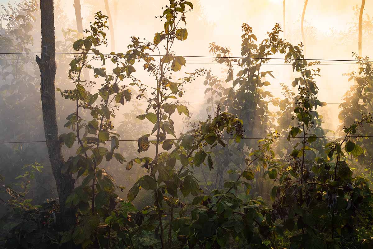 Une image horizontale de cannes de framboise poussant dans le jardin illustré au soleil du soir.